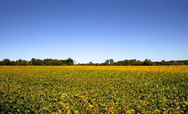 Gelb und grün gefärbte farm in michigan — Stockfoto