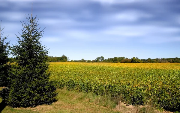 Sarı ve yeşil renkli çiftlik — Stok fotoğraf