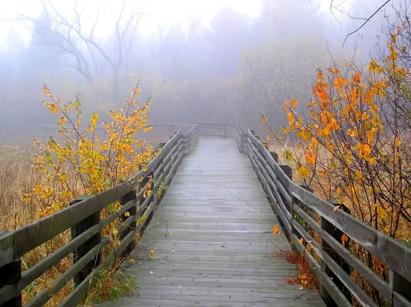Туманний осінь — стокове фото