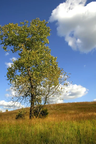 Одинокое дерево — стоковое фото