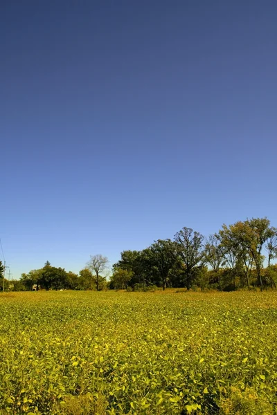 Gelb und grün gefärbte Bauernhof — Stockfoto