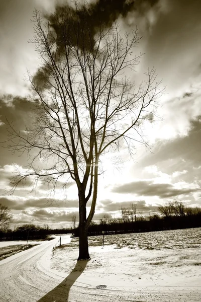 Één boom en rijden weg — Stockfoto