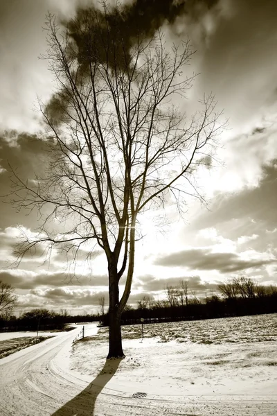 Single Tree And Drive Way — Stock Photo, Image