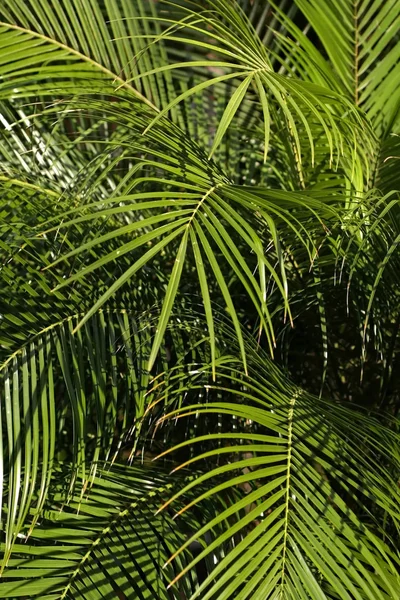 Palm tree pozadí — Stock fotografie