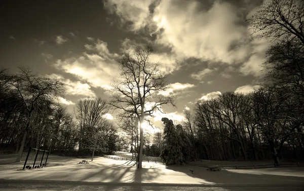 Sonnenstrahlen durchdringen Baum — Stockfoto