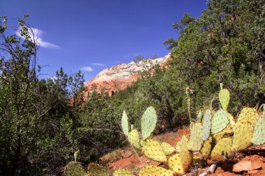 Zion national park