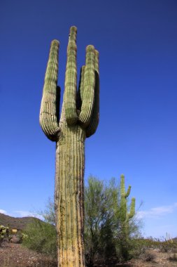 saguaro kaktüs