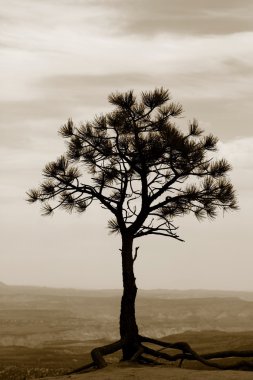 Single tree in sepia clipart