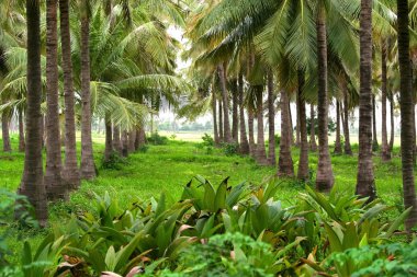 Coconut farm clipart