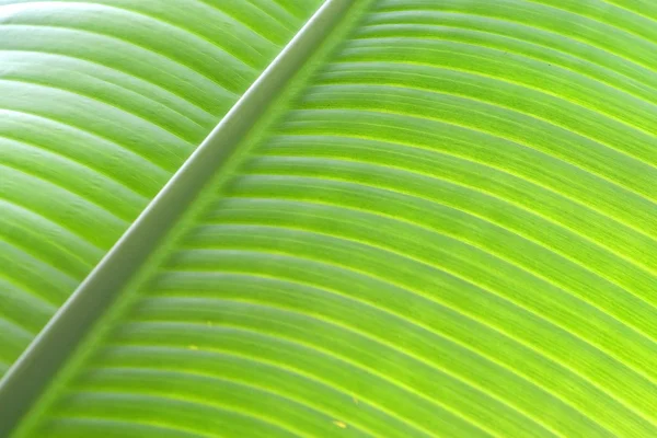 明るいバナナの葉 — ストック写真