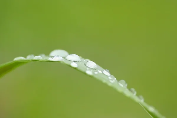 Gocce d'acqua sull'erba — Foto Stock
