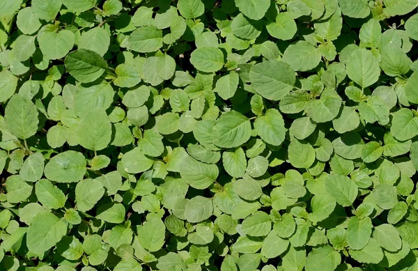Leafy Background — Stock Photo, Image