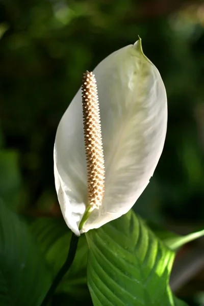 White Anthurium — Stock Photo, Image