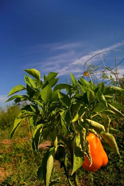 Pepper Plant — Stock Photo, Image