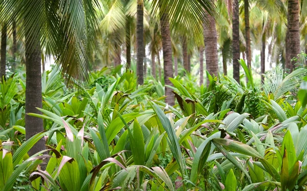코코넛 팜 — 스톡 사진