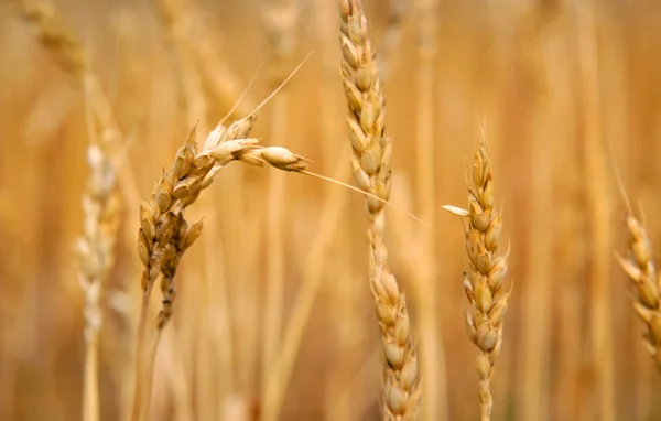Fondo de hierba de trigo —  Fotos de Stock
