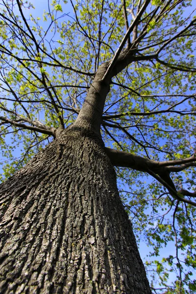 Tall Tree — Stock Photo, Image