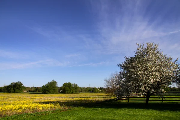 Schilderachtige voorjaar tijd landschap — Stockfoto