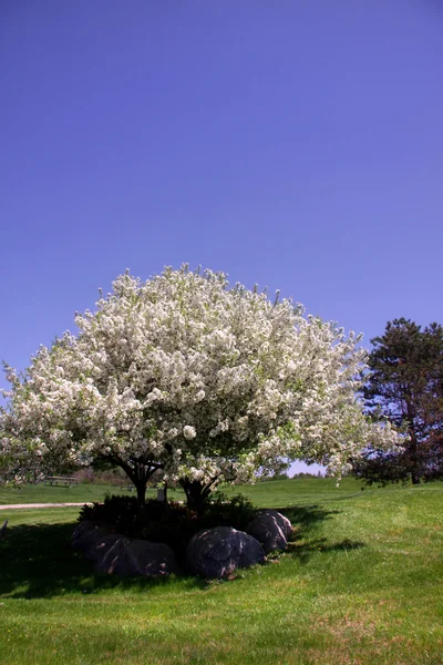 Árbol floreciente —  Fotos de Stock