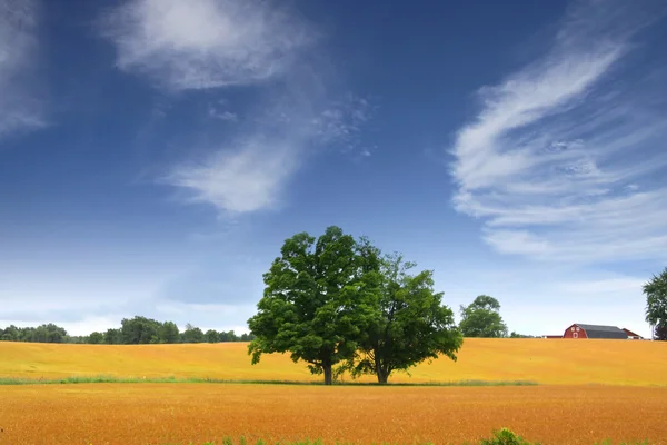 Пейзаж в пшеничных полях — стоковое фото