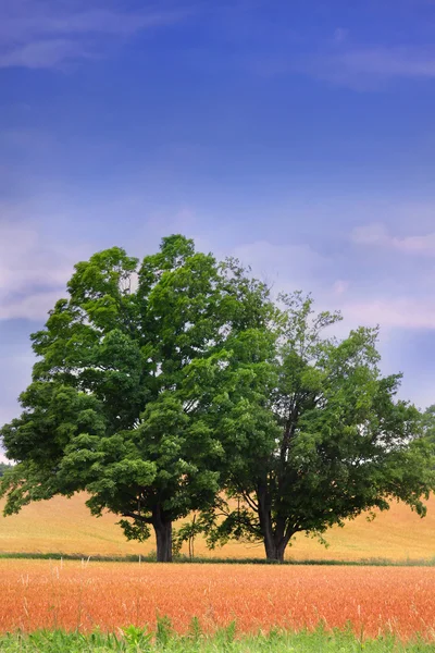 Два дерева посреди пшеничных полей — стоковое фото