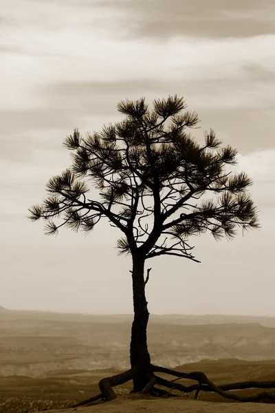 Ενιαίο δέντρο σε σέπια — Φωτογραφία Αρχείου