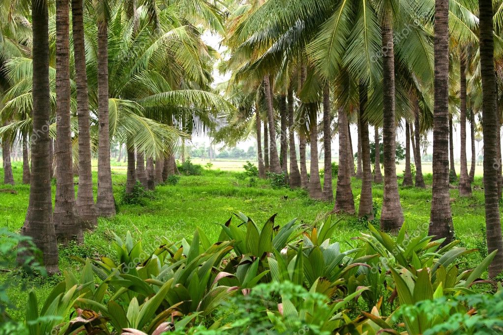 Coconut farm — Stock Photo © snehitdesign #8863785