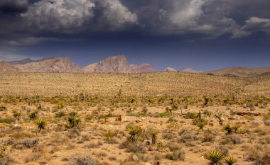 Arizona çöl manzarası
