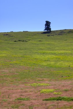 Tepedeki yalnız ağaç