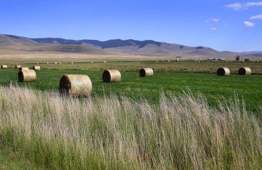 Hay bales in the fields clipart