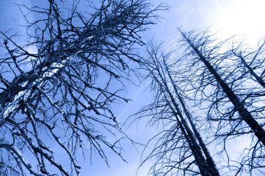 hoog verbrande pijnbomen