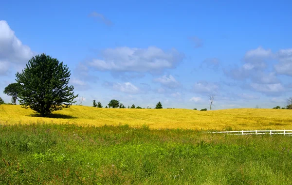 Buğday alanları — Stok fotoğraf