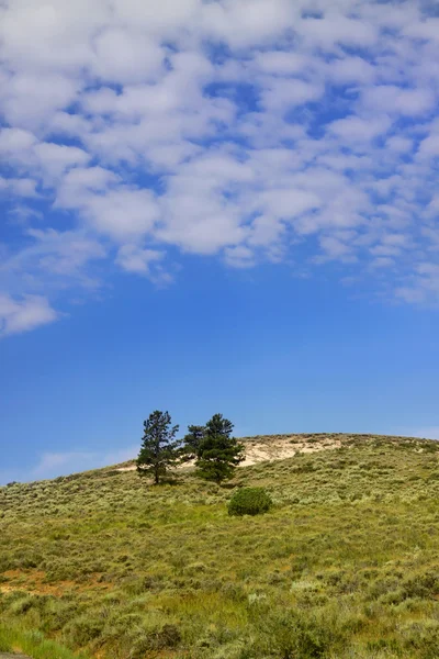 丘の上の木 — ストック写真