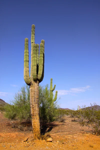 Planta de cactus —  Fotos de Stock