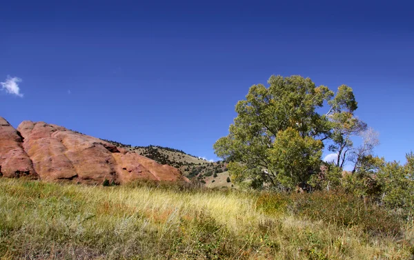 Árvore única na colina de rocha vermelha — Fotografia de Stock