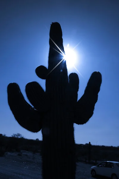Enorme cactus plant — Stockfoto