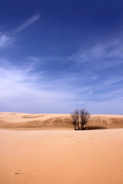Un solo árbol en medio del desierto — Foto de Stock