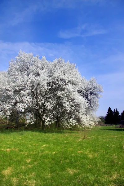 Arbres en fleurs — Photo