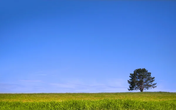 Yeşil çayır üzerindeki tek ağaç — Stok fotoğraf