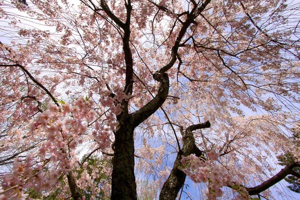 Kwitnące wiosną — Zdjęcie stockowe