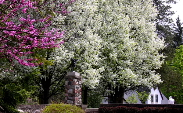 stock image Spring bloom