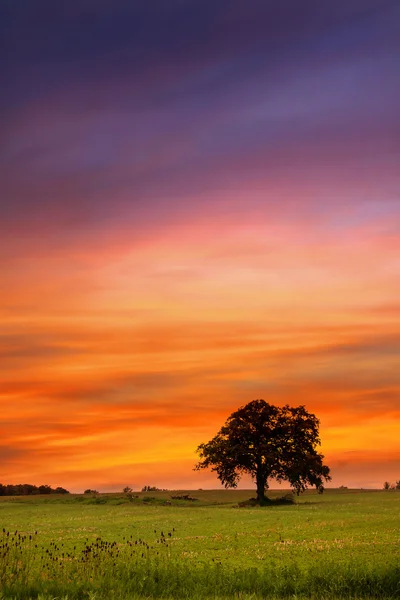 Single tree on a meadow — Stock Photo, Image