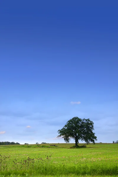 Одинокое дерево на лугу — стоковое фото