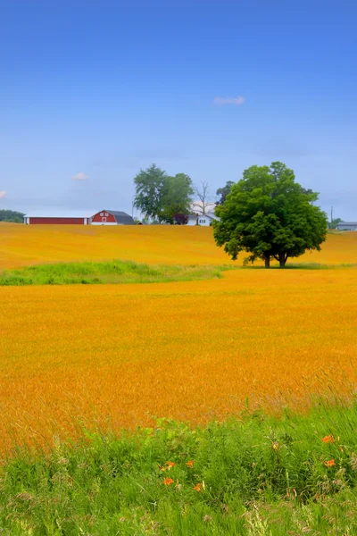 농장 풍경 — 스톡 사진