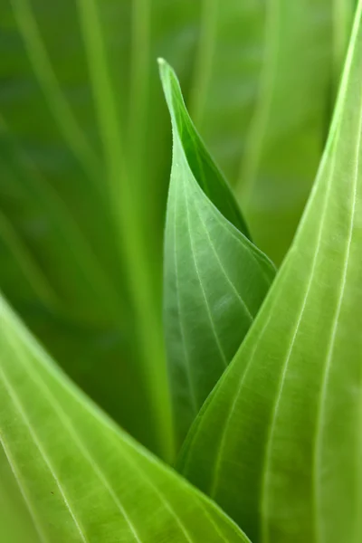 Fresh leaf background — Stock Photo, Image