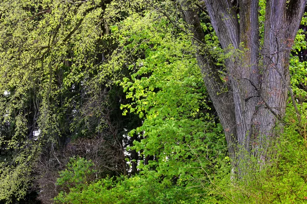 Зеленые деревья в лесу — стоковое фото