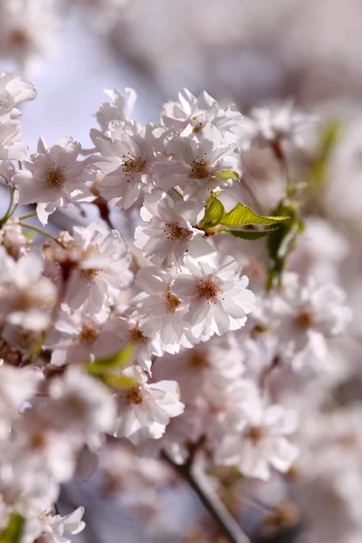 Frühjahrsblüte — Stockfoto