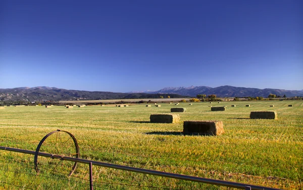 Stock image Hay bales in the field