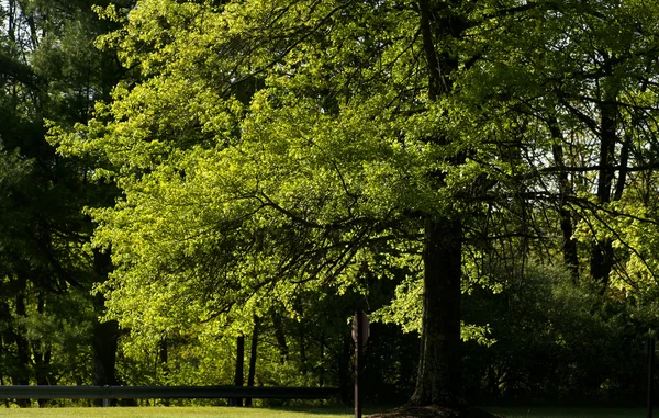 Пышное зелёное дерево — стоковое фото