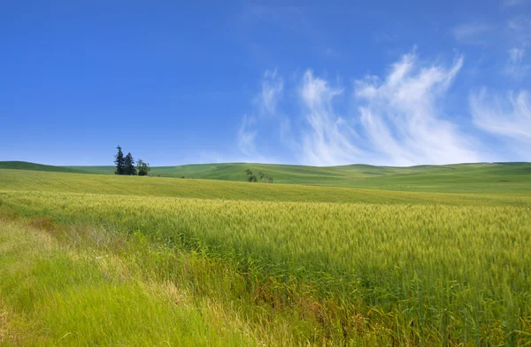 緑の牧草地 — ストック写真